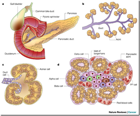 structure pancrease pancreas exocrine